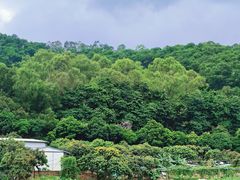 -东莞市大岭山森林公园