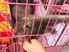 -翊宠yipet猫狗购宠庄园犬舍•猫舍