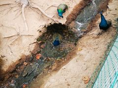 -西霞口神雕山野生动物世界