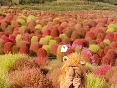 -花开海上生态园