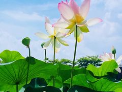 -广州莲花山旅游区