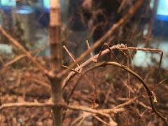 -上海昆虫博物馆