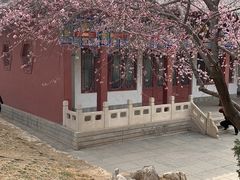 -桃花堤公园