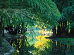 -上海共青森林公园