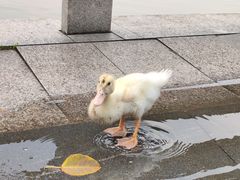 -海珠湖公园