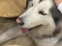 -李小姐の猫咖啡馆(五角场店)