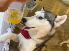-Husky Go! 哈士奇体验馆·宠物咖啡厅狗咖
