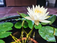 -王家渡火锅(三苏祠店)