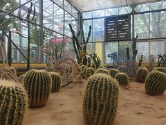 -南宫五洲植物乐园