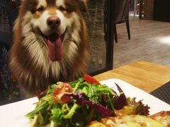 -百好乐宠物友好餐厅(朝外大街店)