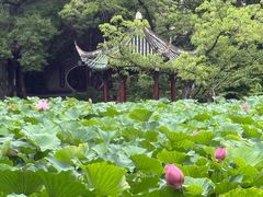 -房湖公园