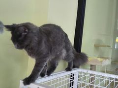 -东方名猫馆·英短金渐层布偶猫舍(环线广场1号楼店)