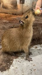 -Zoolung Zoolung动物主题公园(海信广场店)