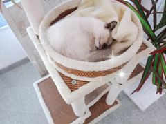 -共舞时光猫咖·狗咖(新街口店)