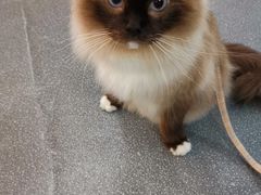 -格蕾宠物医院24H·猫科·肿瘤科·骨科中心(福州总院)