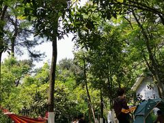 -铁山坪森林公园