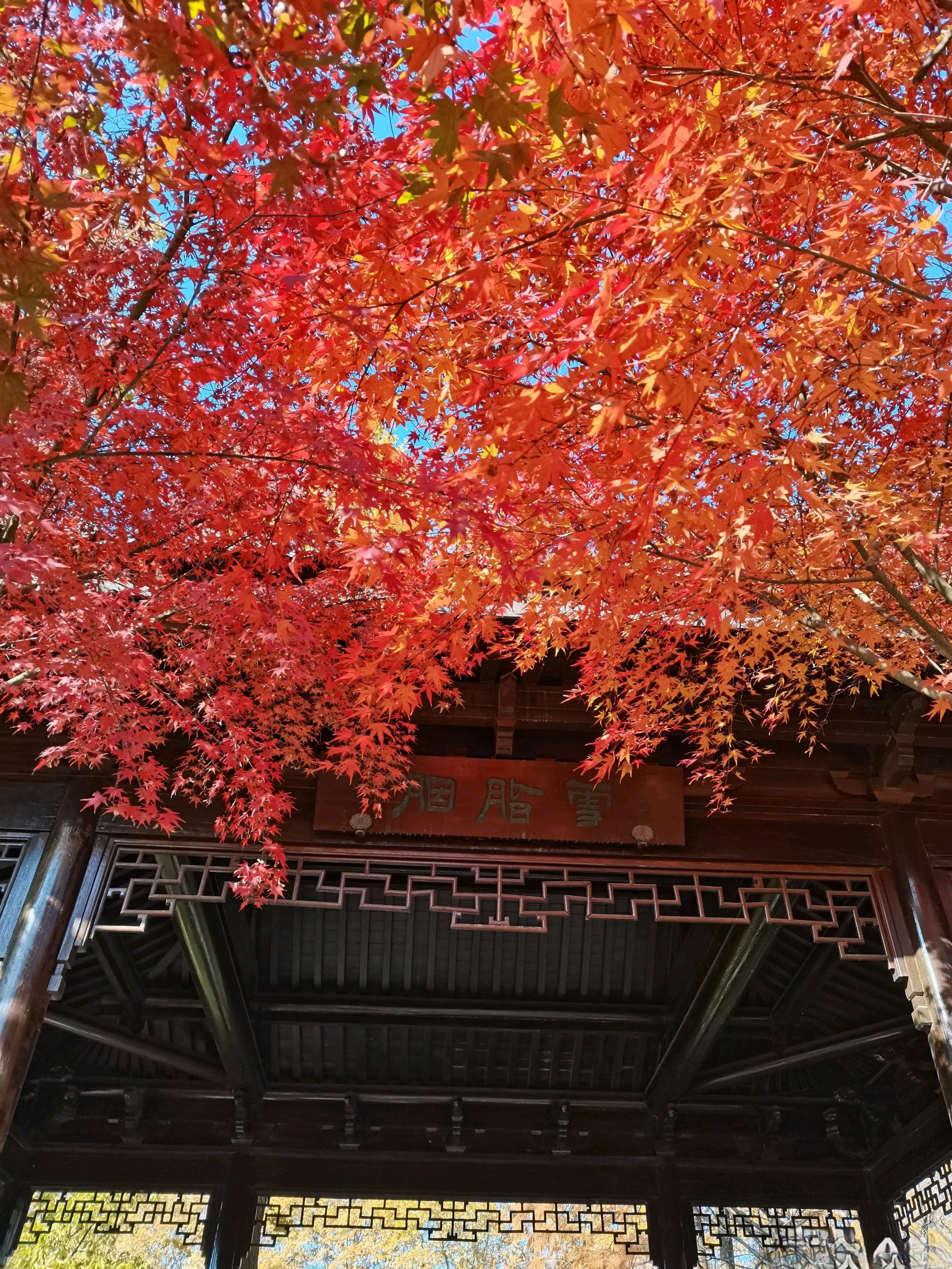 南京梅花谷门票图片