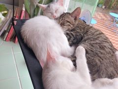 -有猫主题·治愈系猫咖(曾厝垵店)