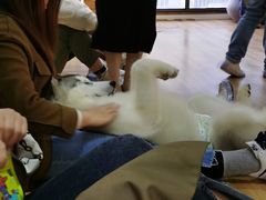 -Husky Go! 哈士奇体验馆·宠物咖啡厅狗咖