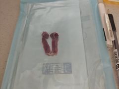 -伟伟宠物医院·CT影像中心·瑞派犬猫综合性门诊(汉口总院)