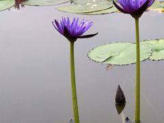 -国家植物园南园