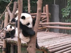 -成都大熊猫繁育研究基地