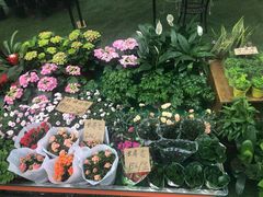 -秀丽东方