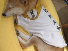-逗柴咖啡屋·狗咖猫咖宠物桌游