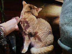 -咖法森林·咖啡  酒吧(天河店)