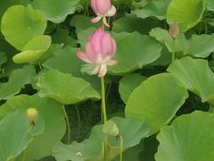 -洪湖生态旅游区