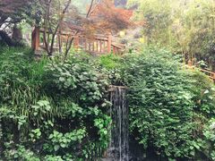 -十八棵（老龙井）御茶园(老龙井店)