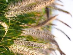 -光明小镇欢乐田园