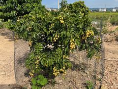 -香山鸡嘴荔枝