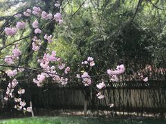 -西安青龙寺遗址景区