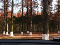 -黄海国家森林公园