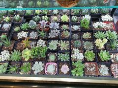 -中环花鸟鱼虫市场
