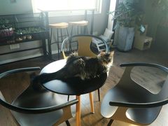 -东方名猫馆·英短金渐层布偶猫舍(环线广场1号楼店)