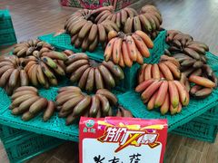 -西双版纳原始森林公园