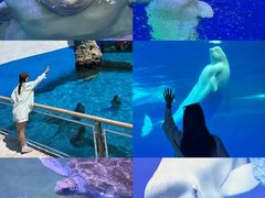 -秦皇岛乐岛海洋王国