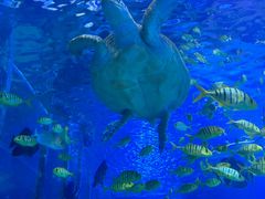 -太平洋海底世界