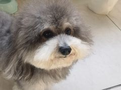 -Pets First伊珊娜洗护·精致美容·家庭式寄养(新会路店)