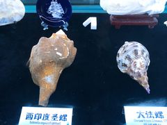 -贝壳梦幻世界
