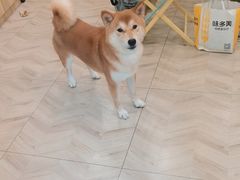 -Pets First伊珊娜洗护·精致美容·家庭式寄养(新会路店)