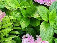 -深圳仙湖植物园