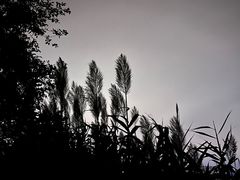 -贡湖湾湿地公园
