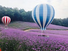 -大塘金香草谷