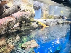 -大阪海游馆