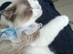 -怪兽屋·羊驼·猫咖·狗咖(俊华广场店)