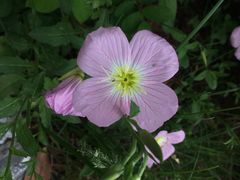 园博园-济南国际园博园