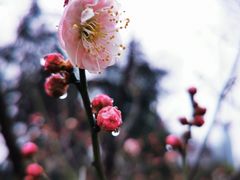 -新虹桥中心花园